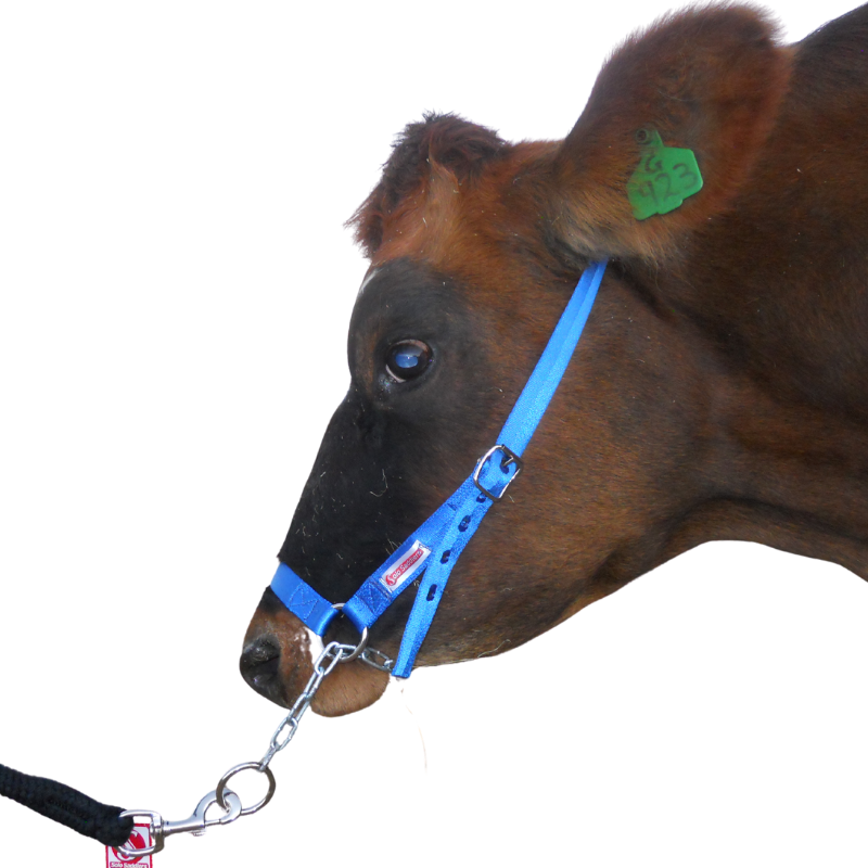 Halter Cattle Nylon + Chain Solo
