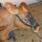 Halter Cattle Leather + Chain Solo