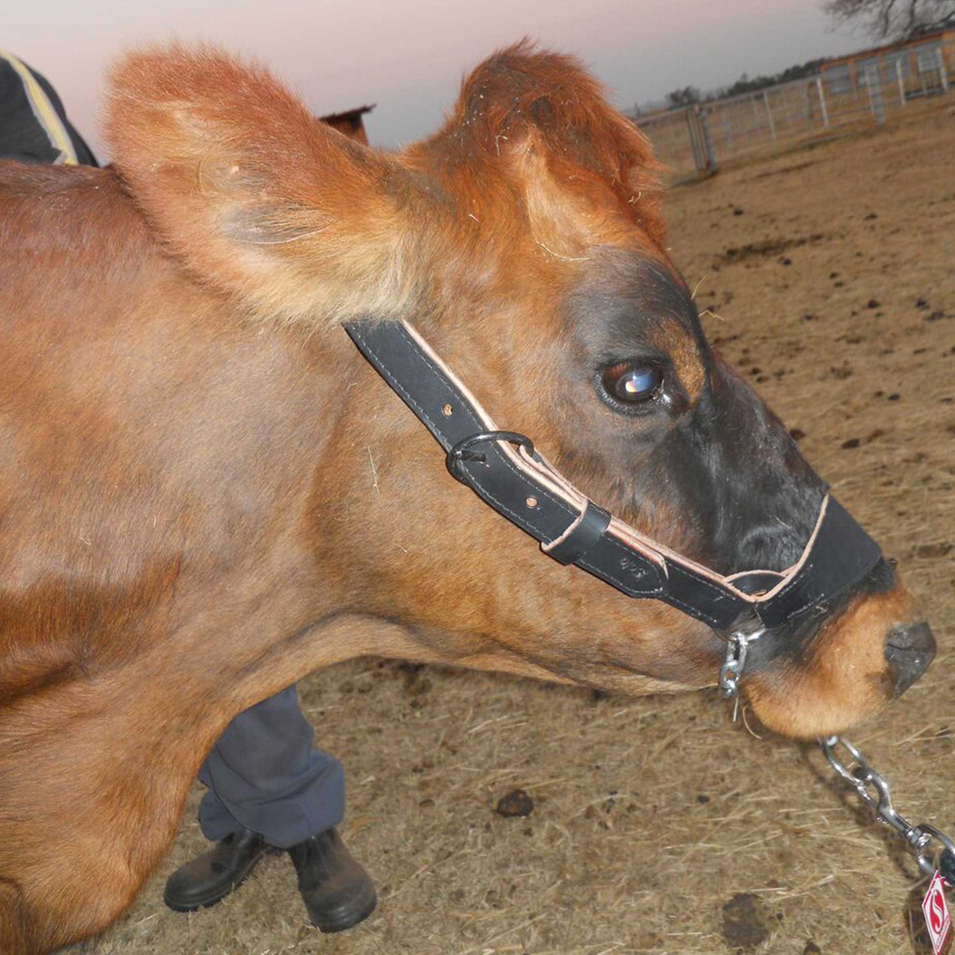 Halter Cattle Leather + Chain Solo