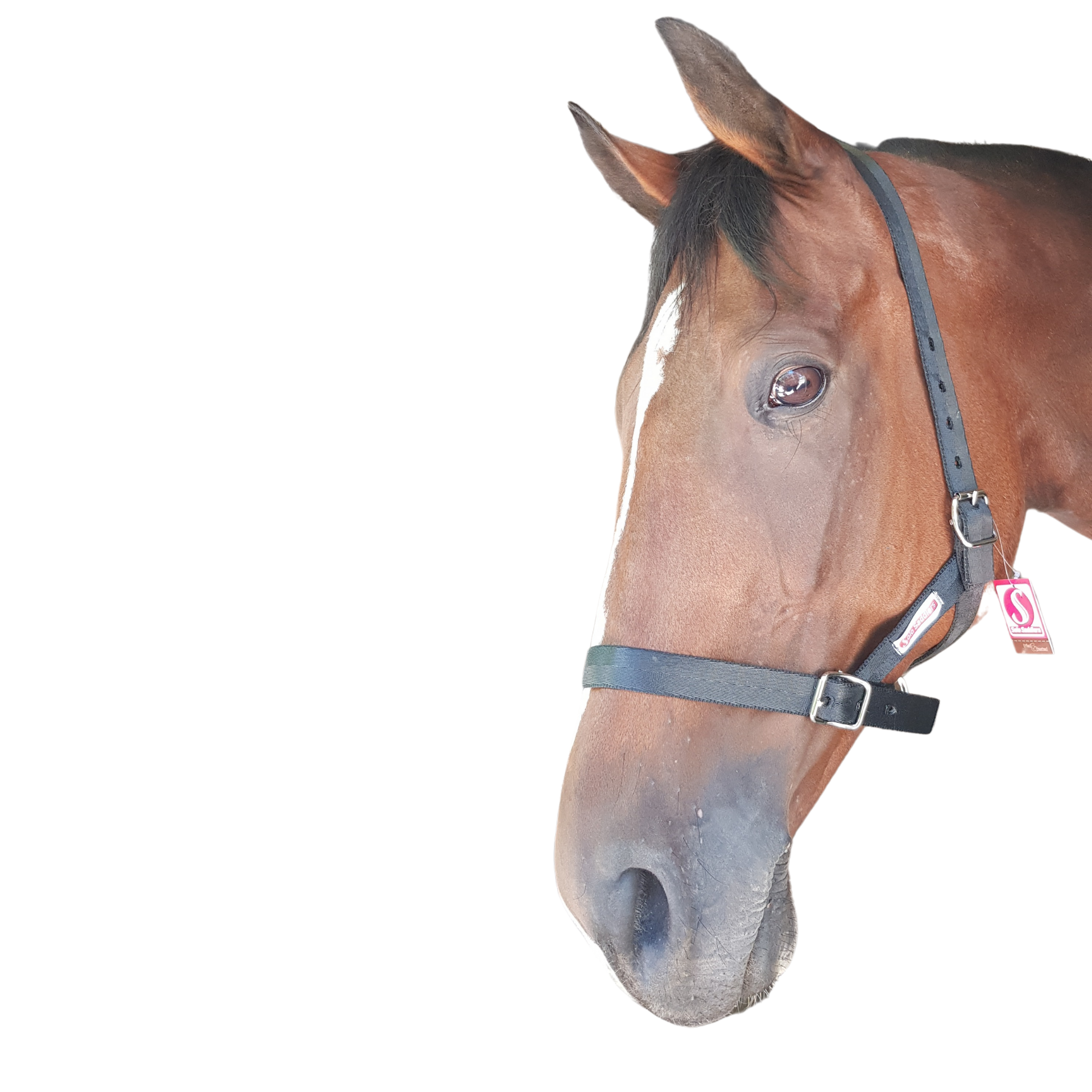 Halter Nylon Yearling Solo