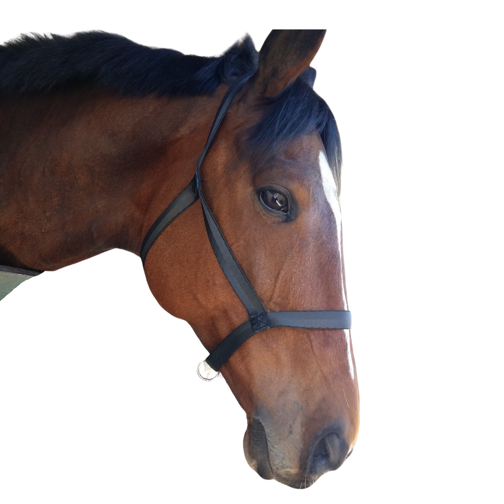 Halter Paddock Solo
