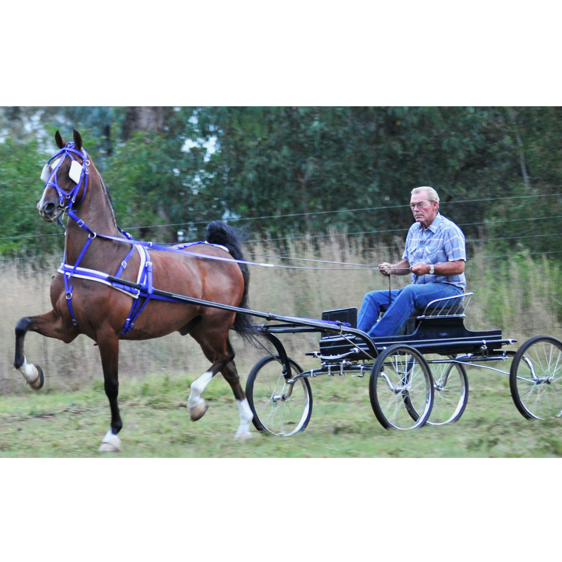 Harness American Saddler Training Solo