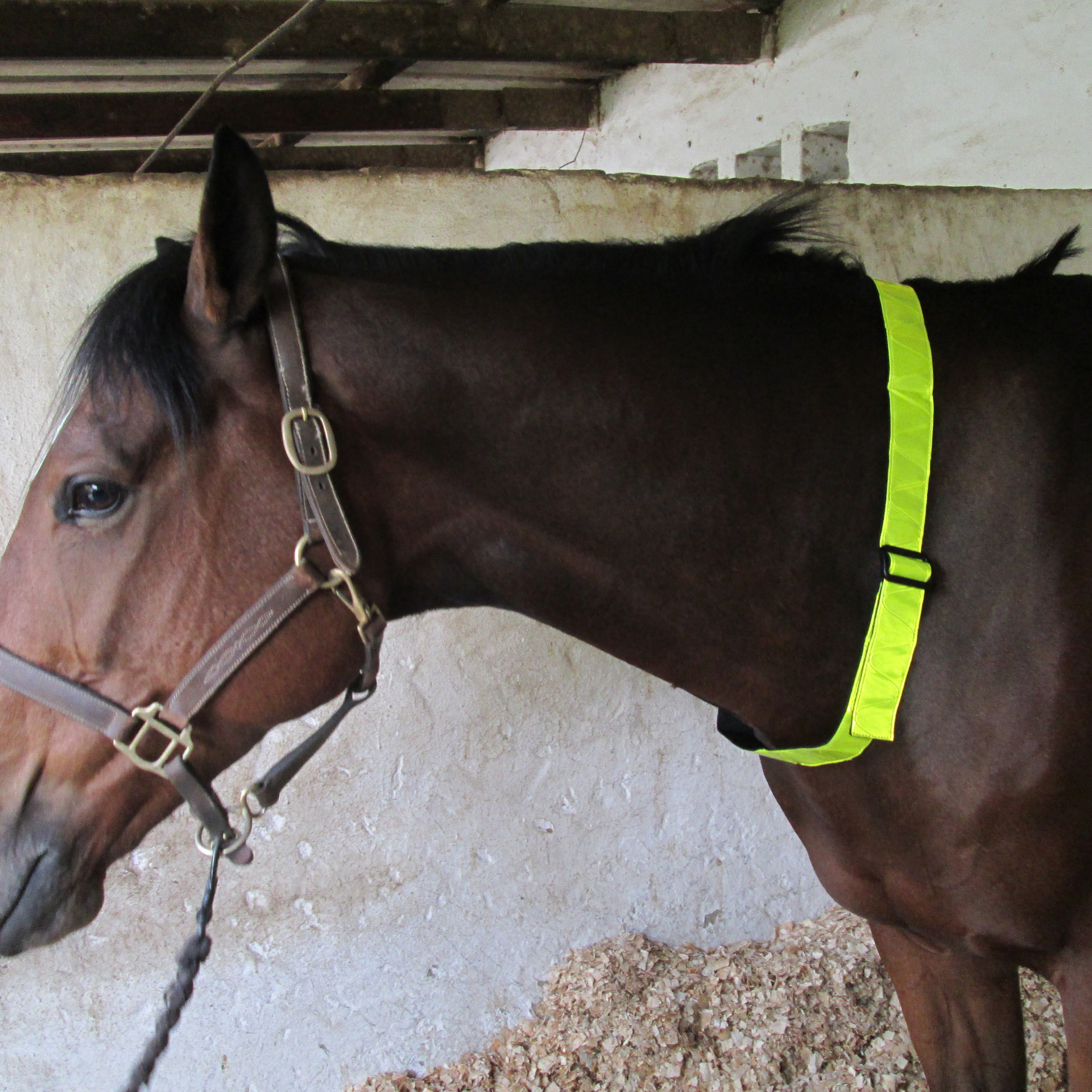Neck Strap Reflective Solo