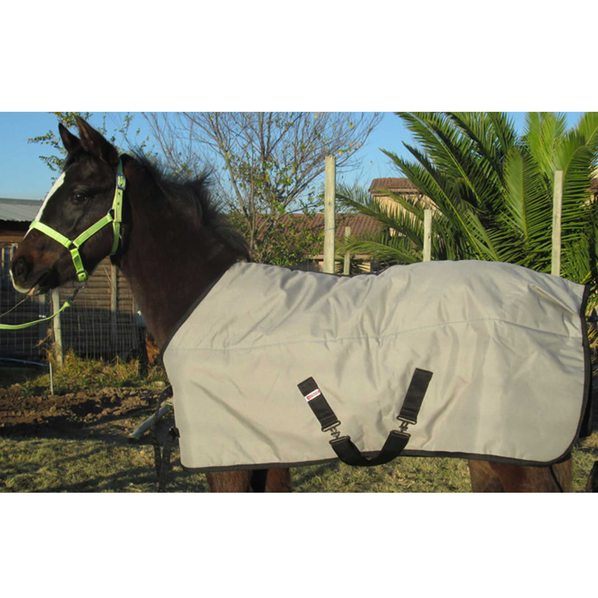 Rug Foal/Mini Solo