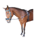 Side Reins Nylon Elastic Solo
