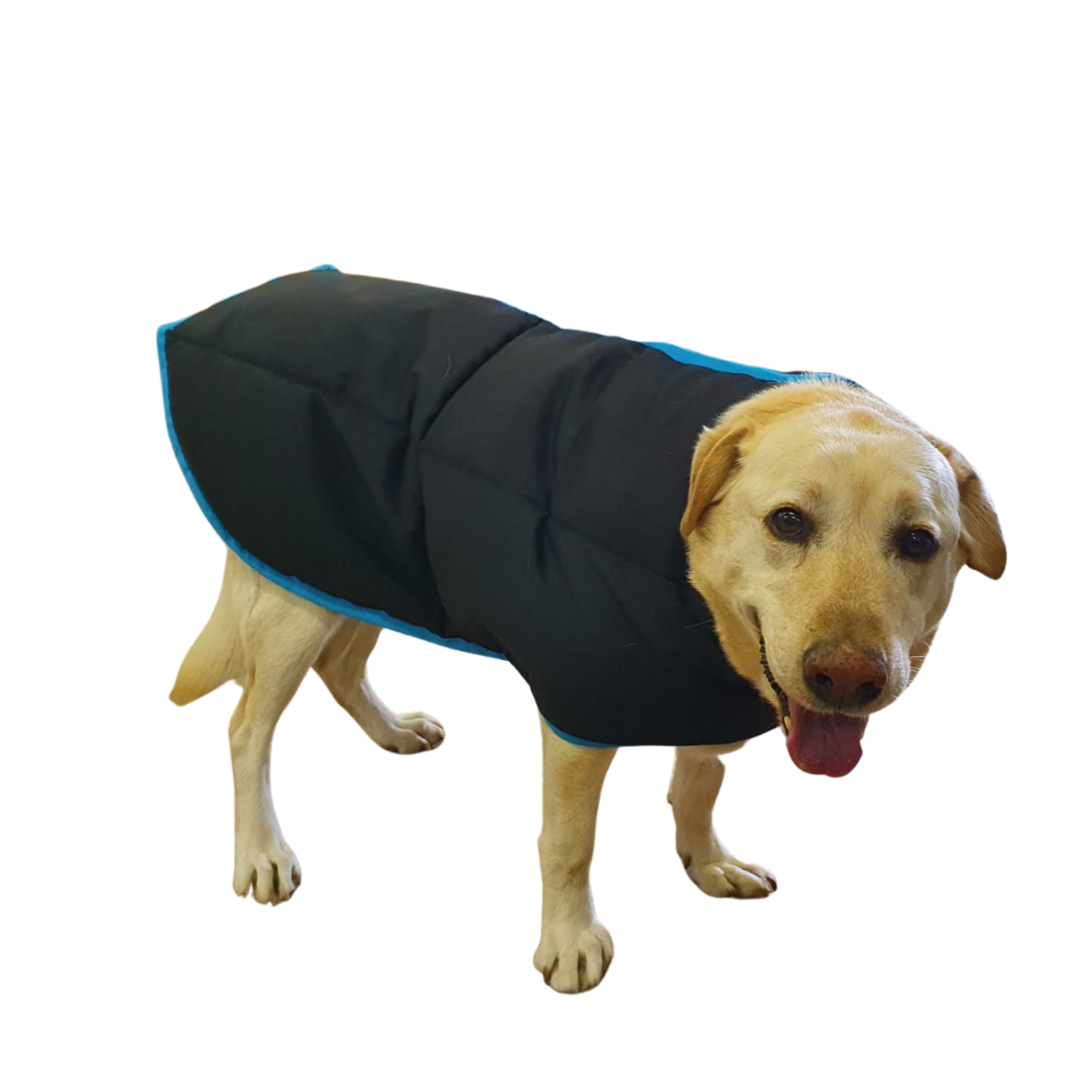 Dog Jacket Solo