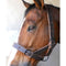 Halter Cattle Double Leather Solo