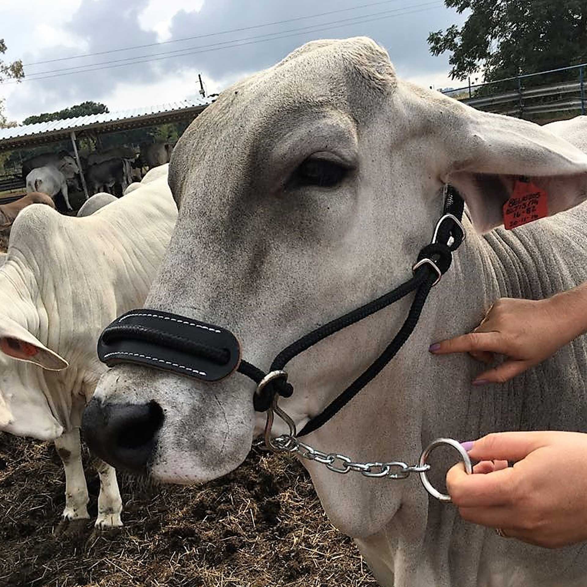 Halter Cattle Rope + Chain Solo