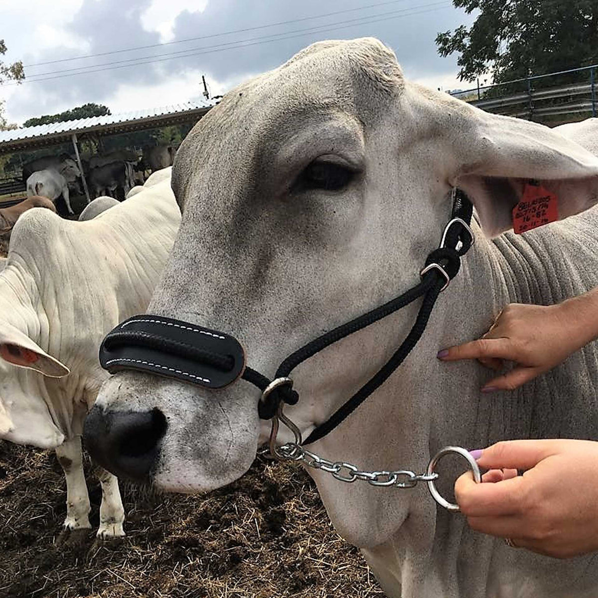 Halter Cattle Rope + Chain Solo – Solo Saddlers