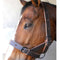 Halter Cattle Single Leather Solo