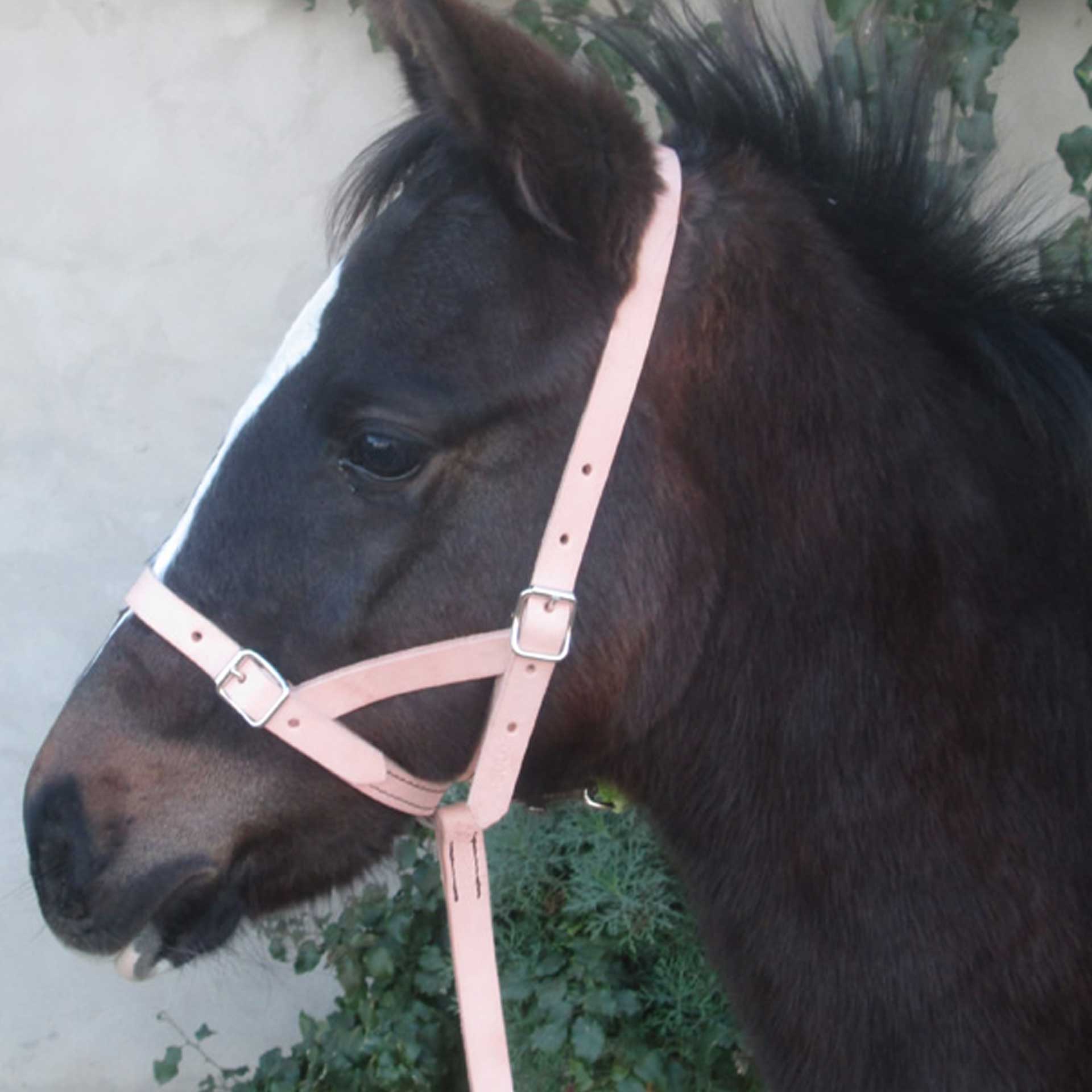 Halter Foal Leather Slip Solo