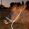Halter Shipping Rope Solo