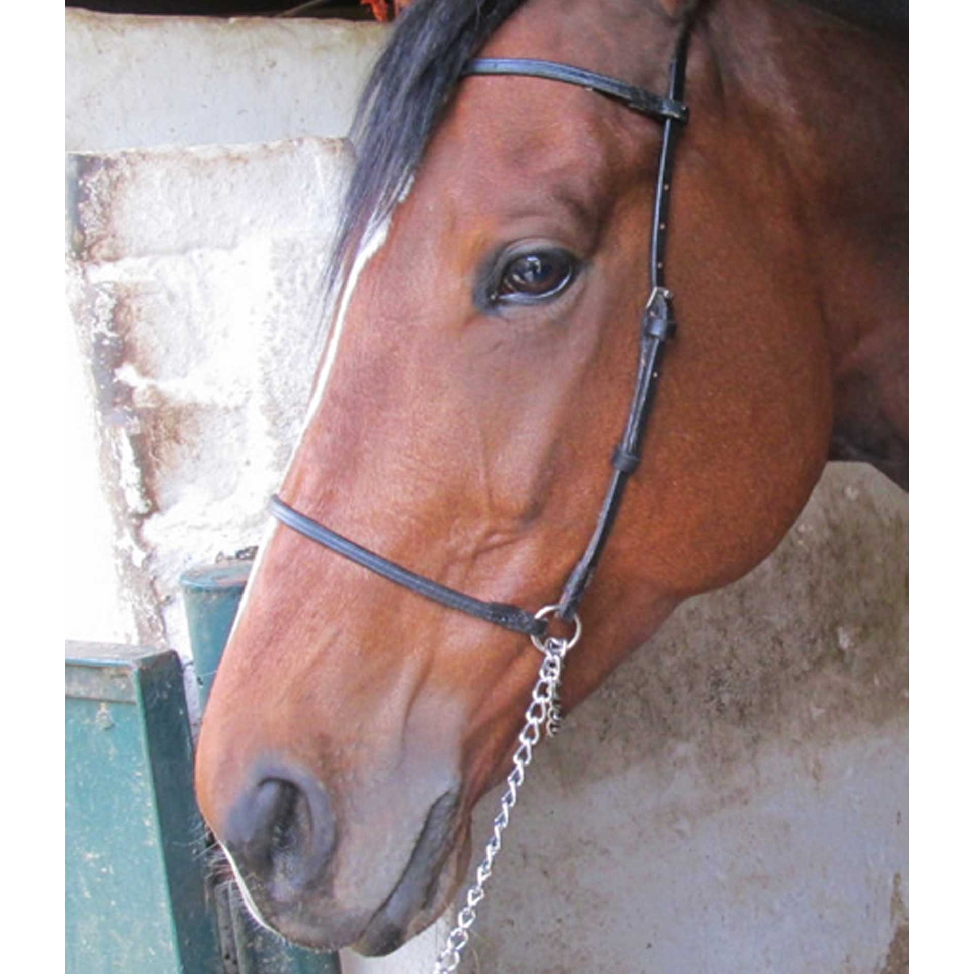 Halter Show Rolled Leather + Lead Solo