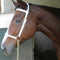 Halter Show White + Lead Solo