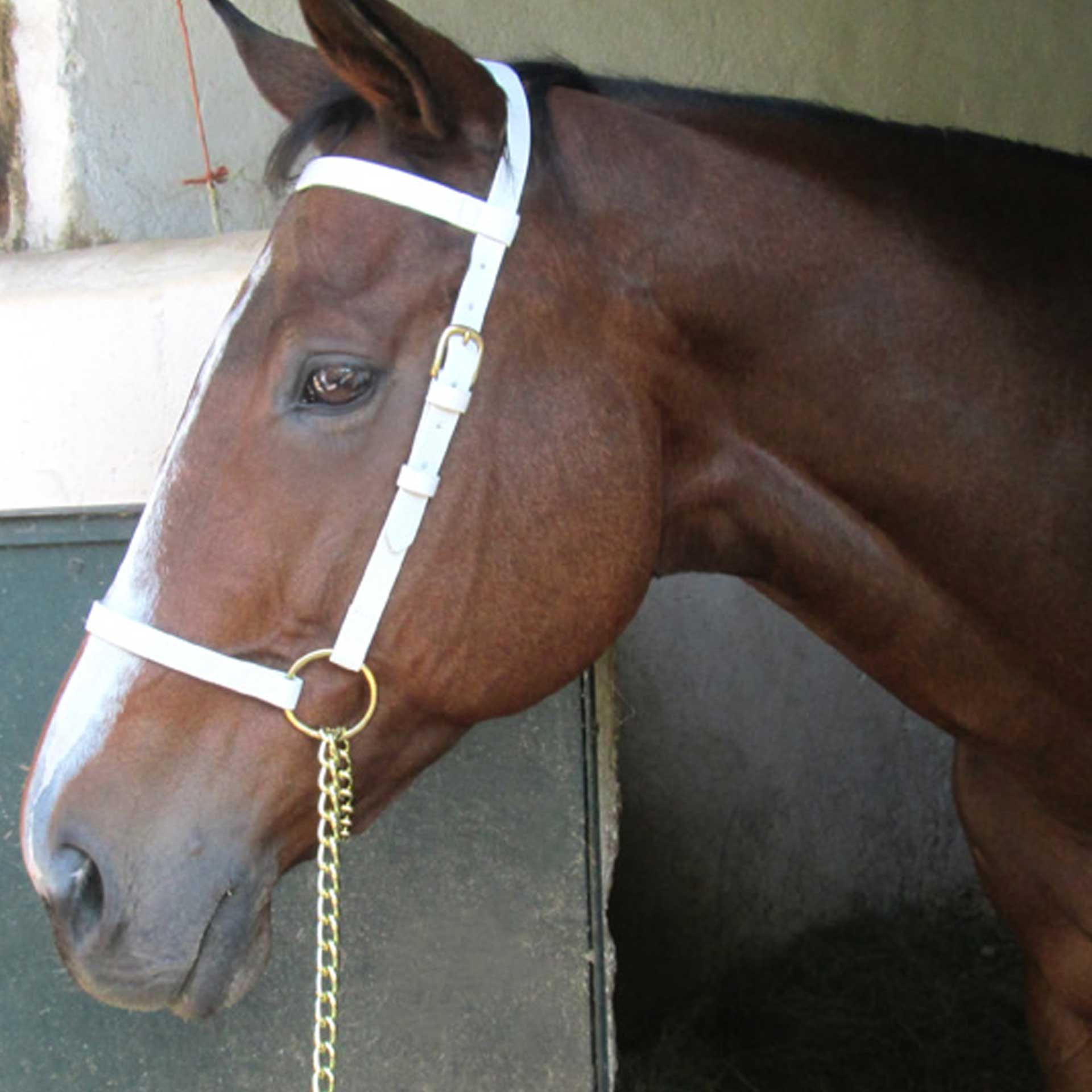 Halter Show White + Lead Solo